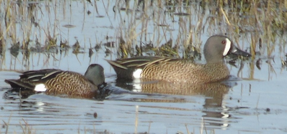 Blue-winged Teal - ML618490309