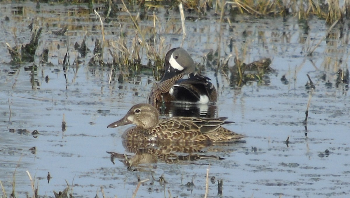 Blue-winged Teal - ML618490313