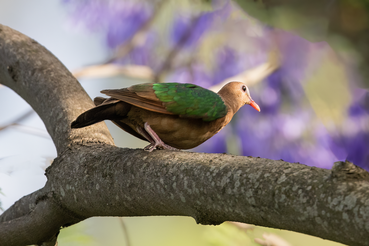 holub zelenokřídlý - ML618490318