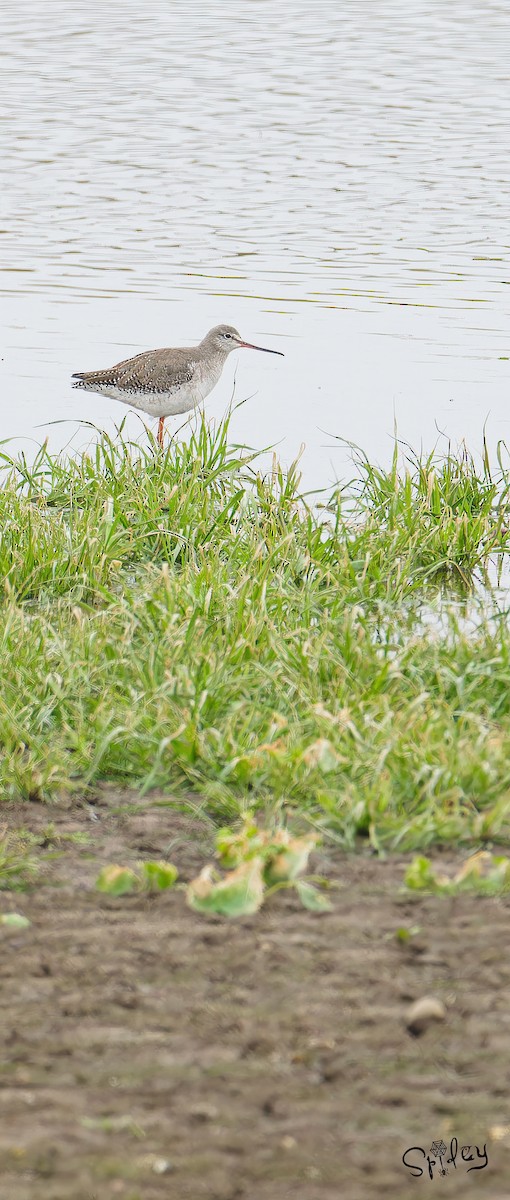 Spotted Redshank - ML618490357