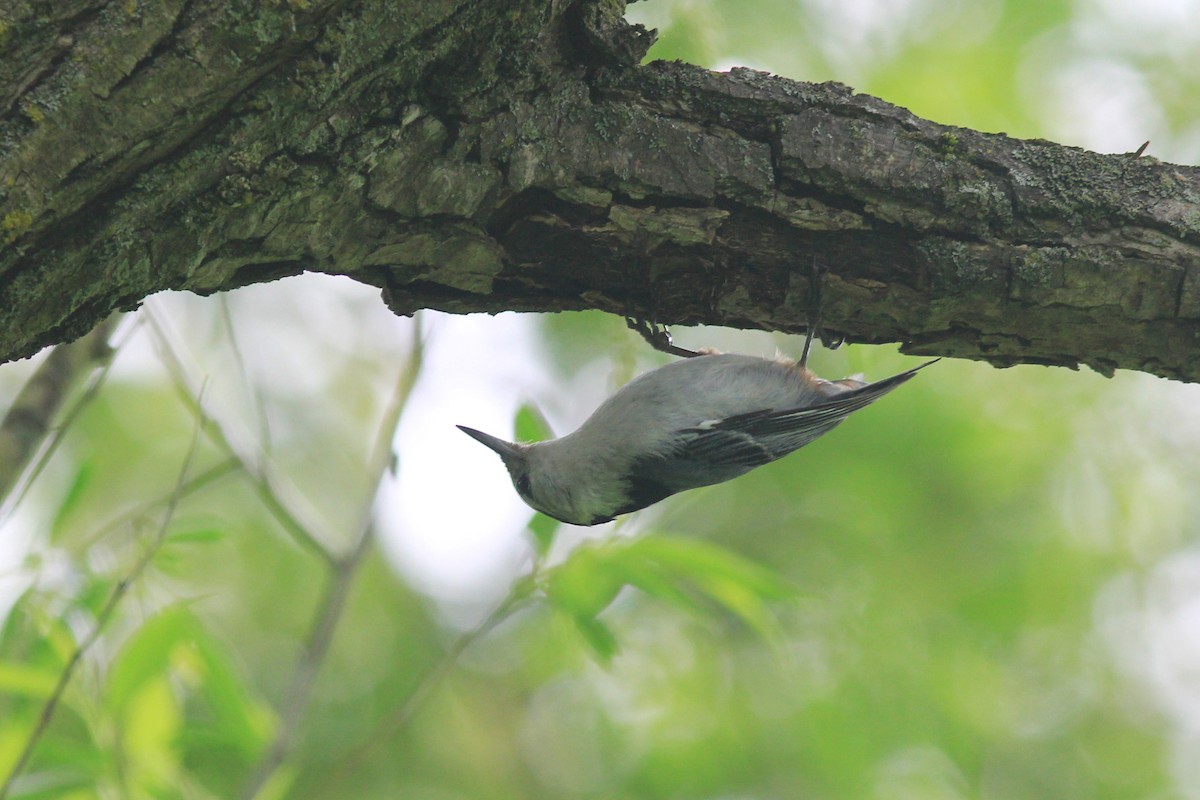 White-breasted Nuthatch - ML618490360