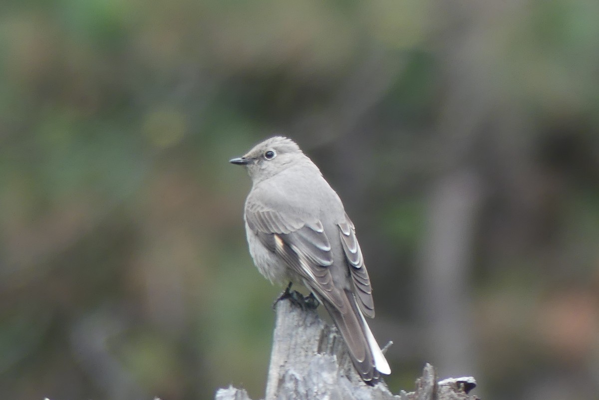 Townsend's Solitaire - Steve Clements