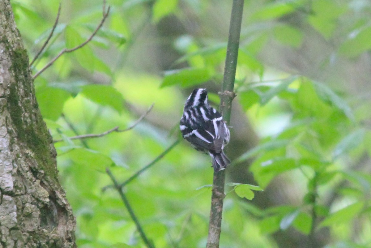 Black-and-white Warbler - ML618490372