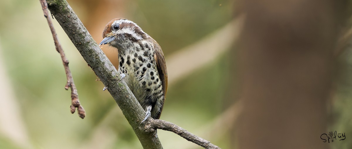 Speckled Piculet - Xingyu Li
