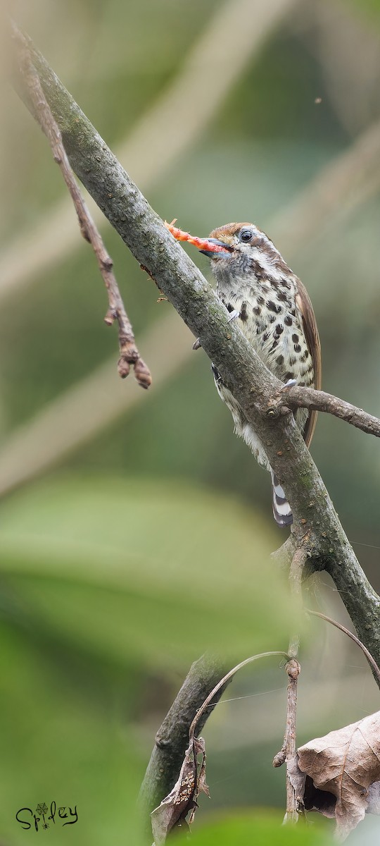 Speckled Piculet - ML618490419