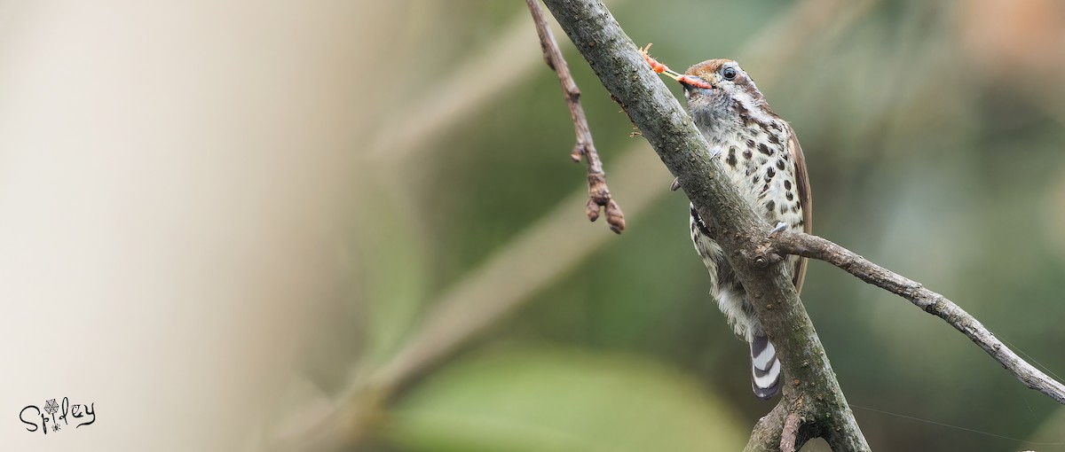 Speckled Piculet - ML618490420
