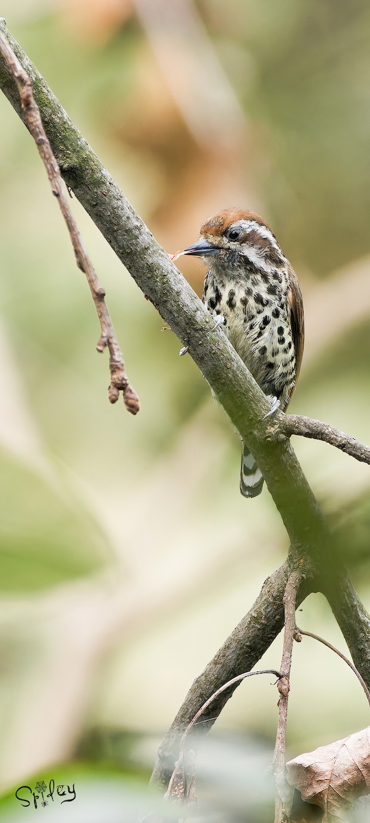 Speckled Piculet - ML618490421