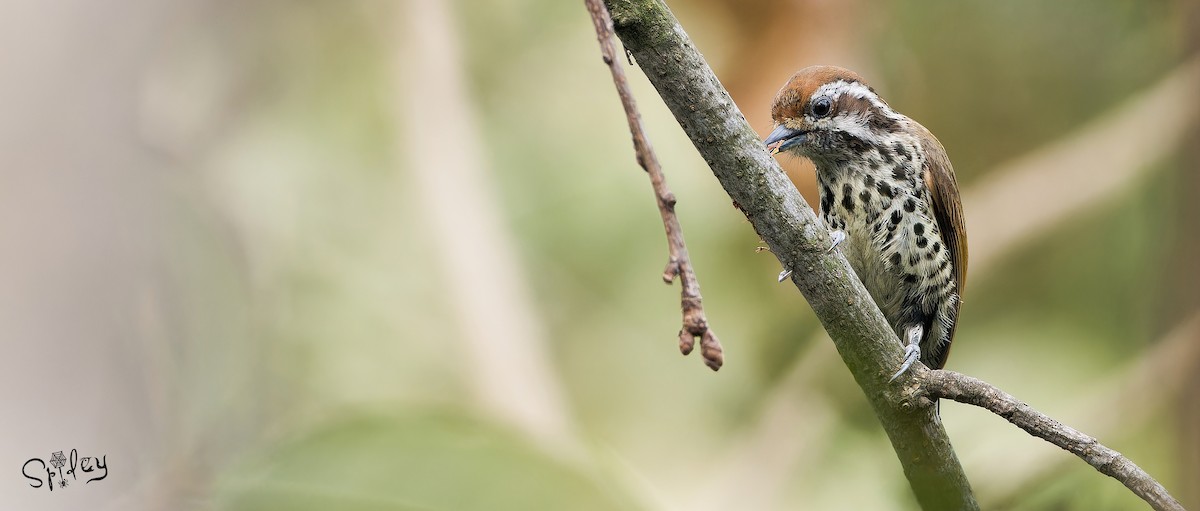 Speckled Piculet - ML618490422