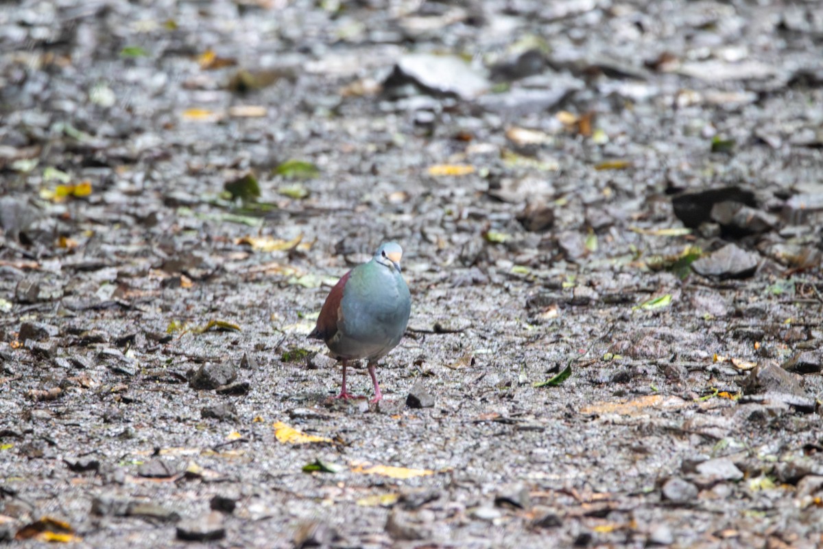Buff-fronted Quail-Dove - ML618490431
