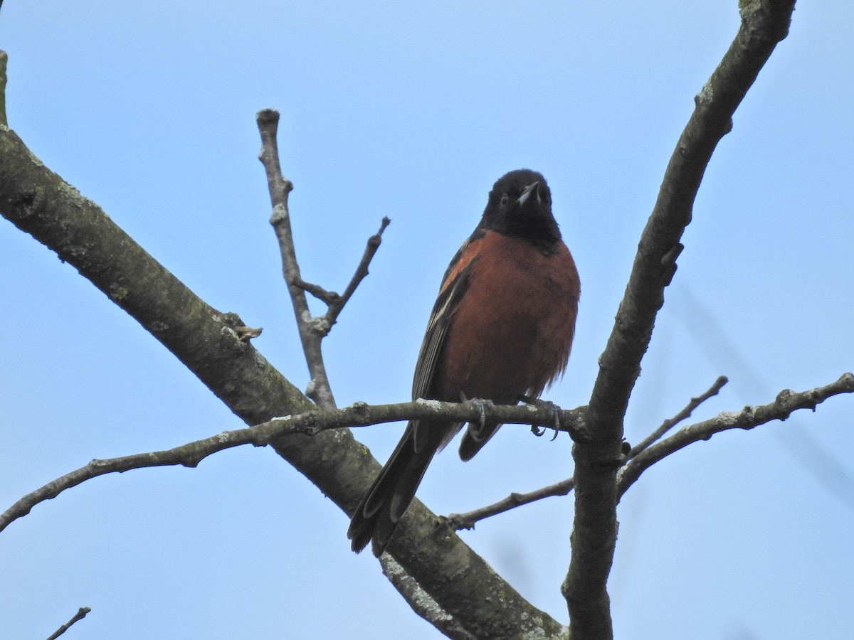 Orchard Oriole - ML618490471
