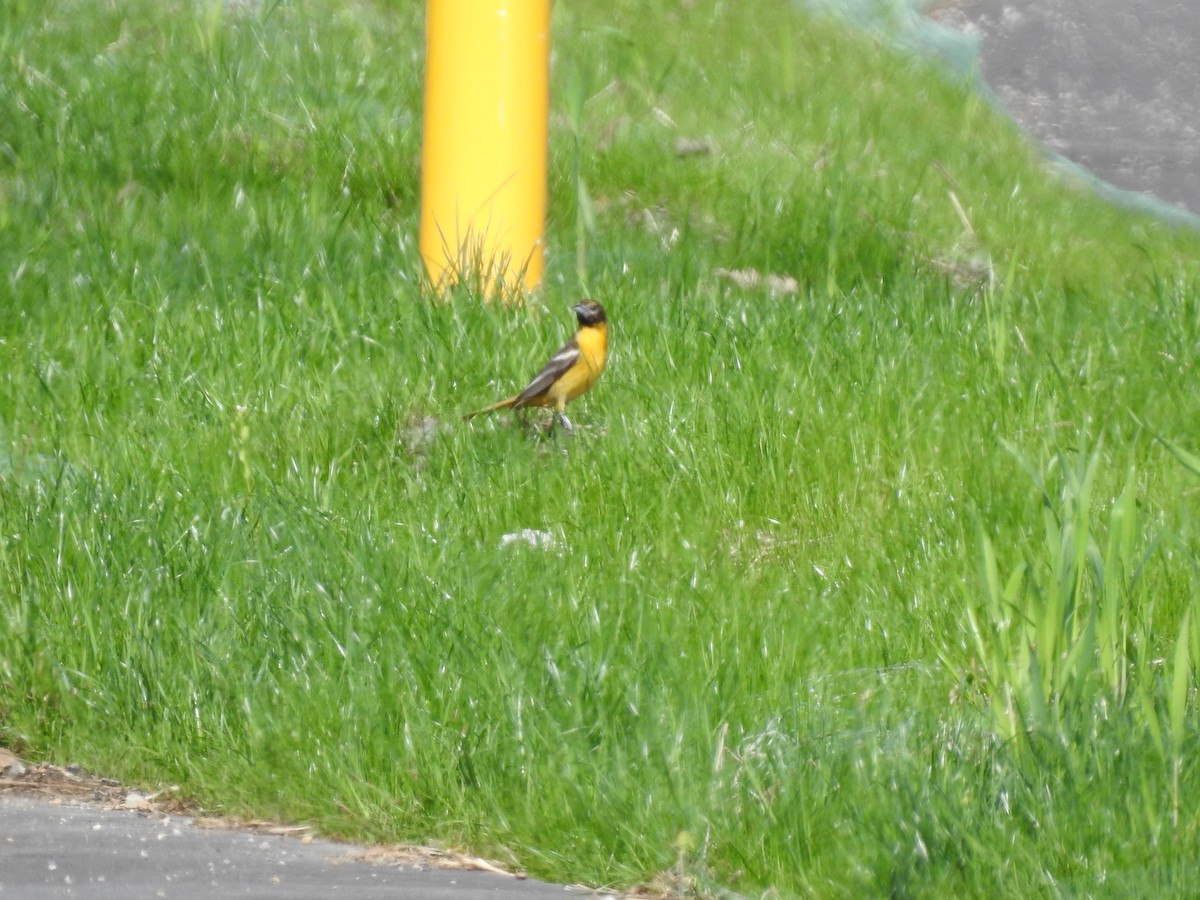 Orchard Oriole - ML618490472