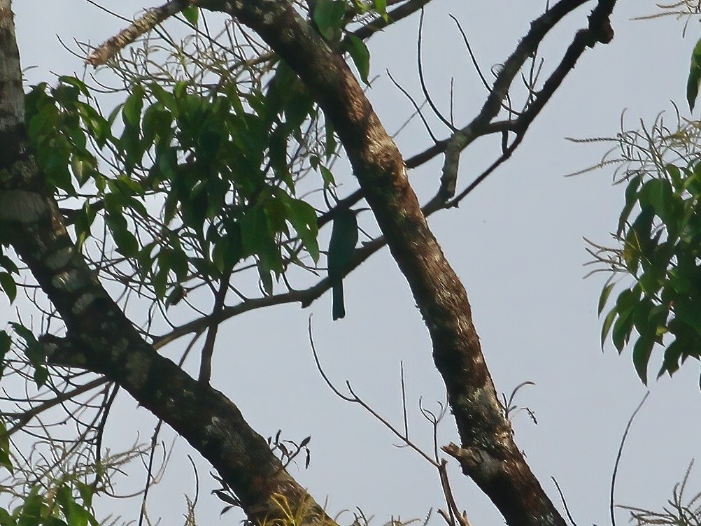 Blue-bearded Bee-eater - ML618490476
