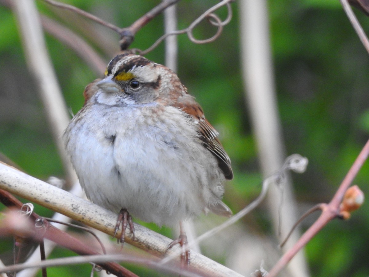 White-throated Sparrow - ML618490533