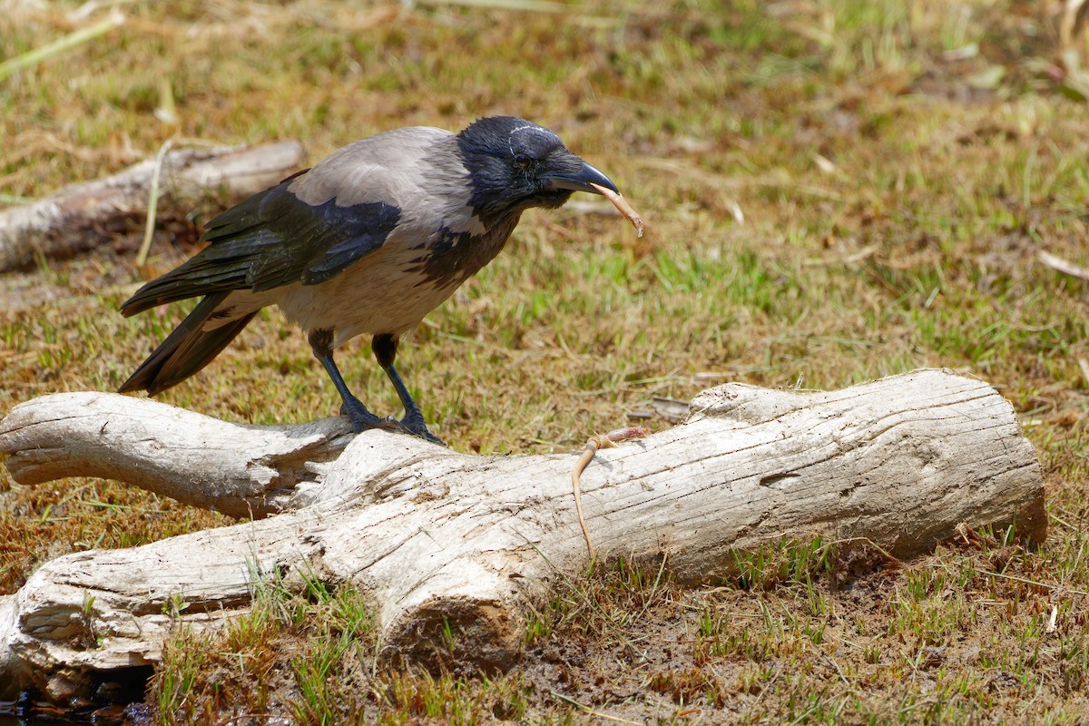 Hooded Crow (Hooded) - Avihu Nussbaum