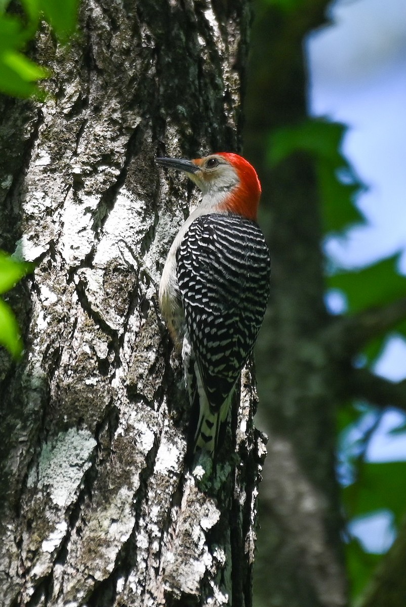 Red-bellied Woodpecker - ML618490559
