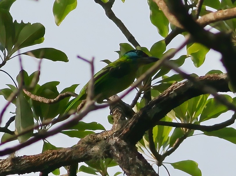Indochinese Barbet - Joost Foppes