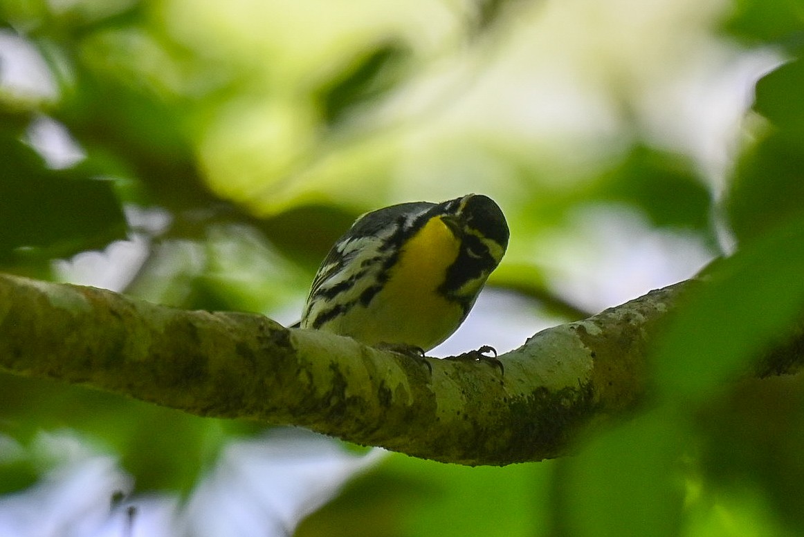 Yellow-throated Warbler - ML618490575