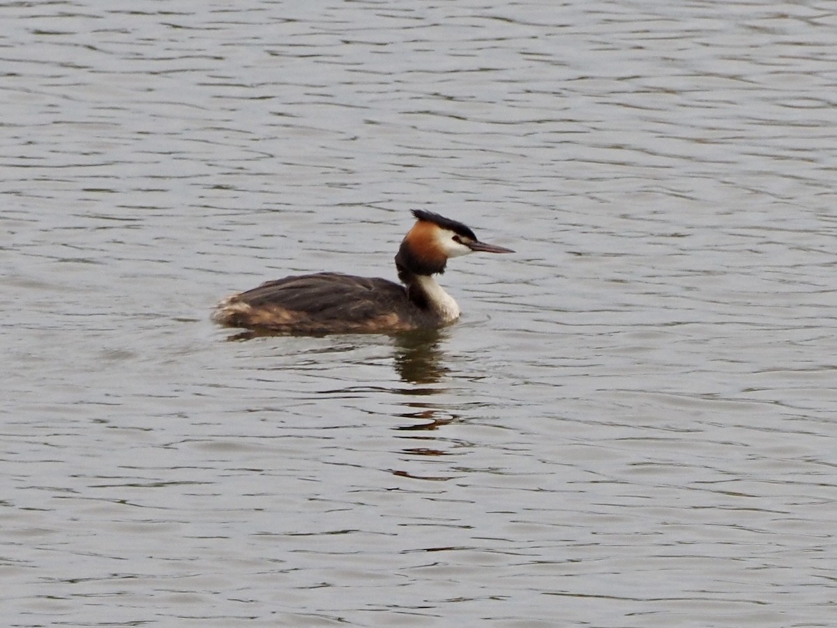 Great Crested Grebe - ML618490584
