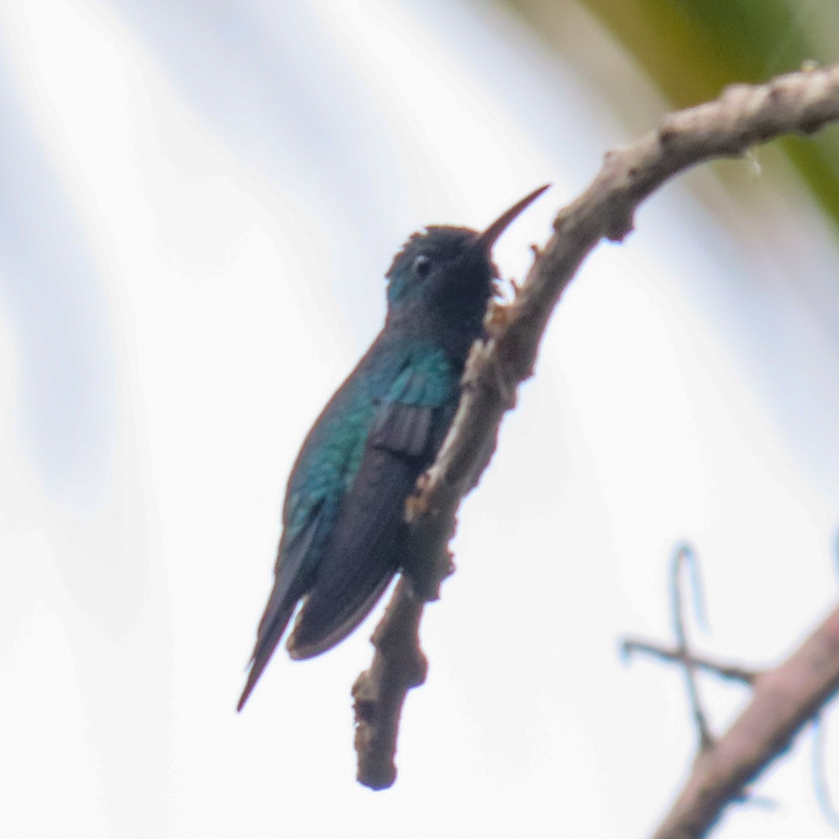 Shining-green Hummingbird - ML618490596