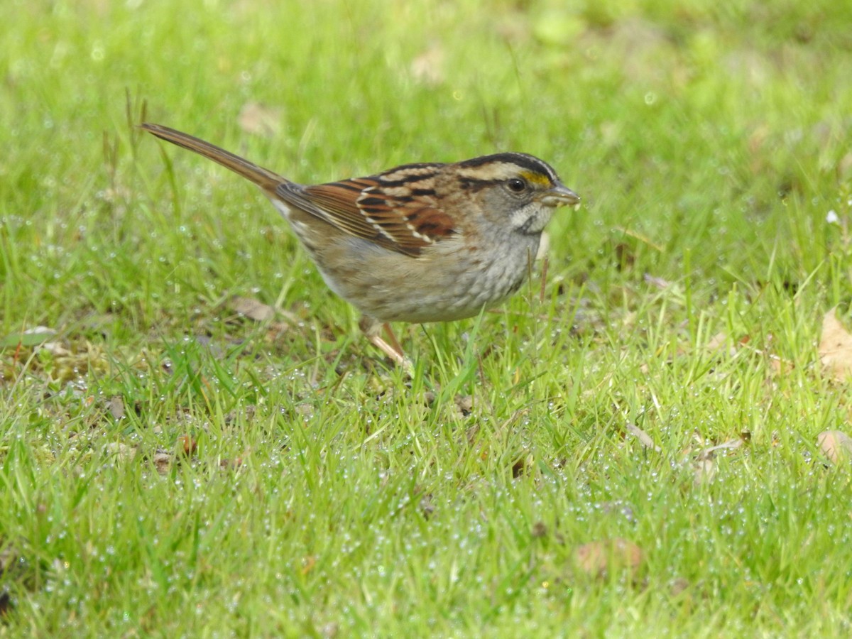 White-throated Sparrow - ML618490636