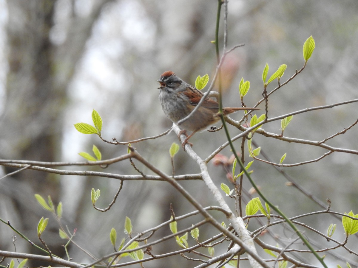 Swamp Sparrow - ML618490647