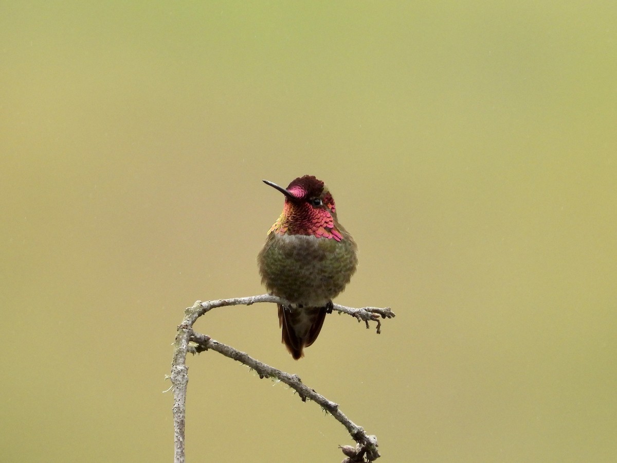Anna's Hummingbird - ML618490689