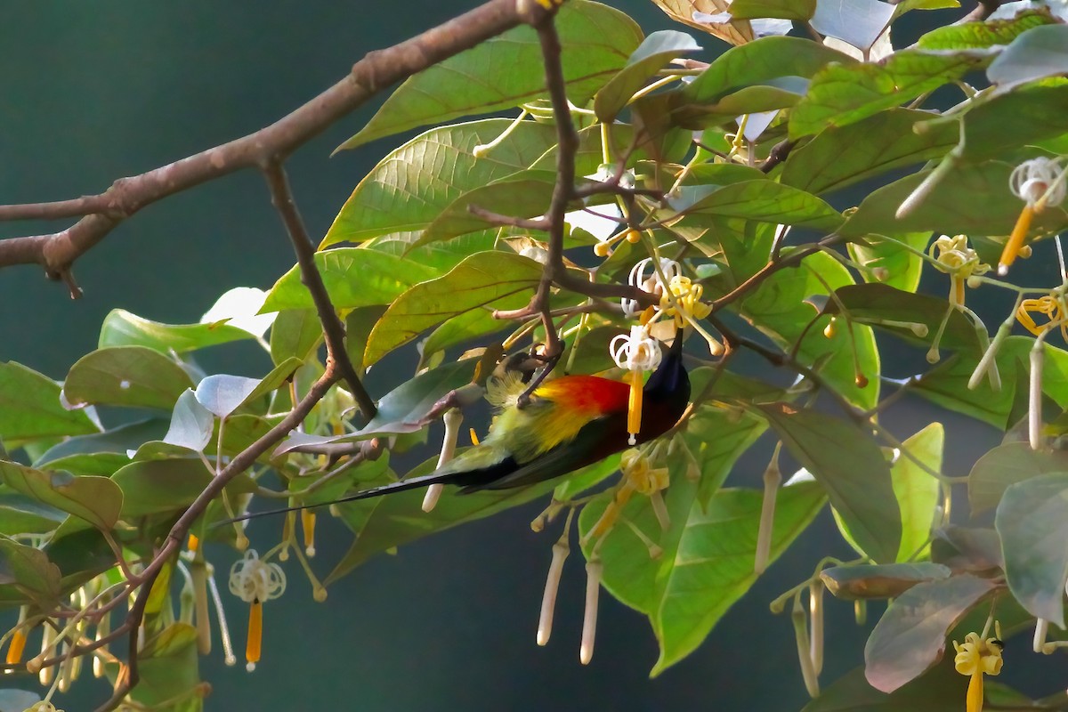 Mrs. Gould's Sunbird - Joost Foppes