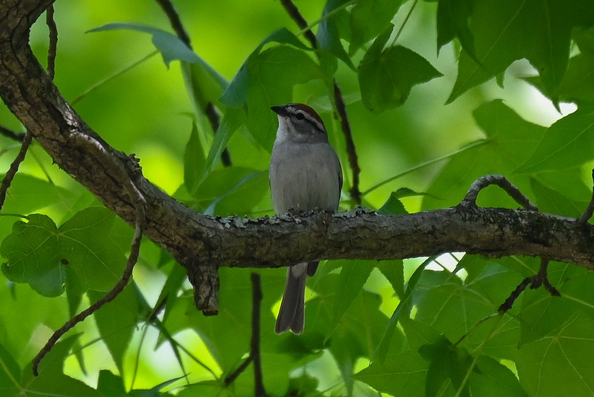 Chipping Sparrow - ML618490745