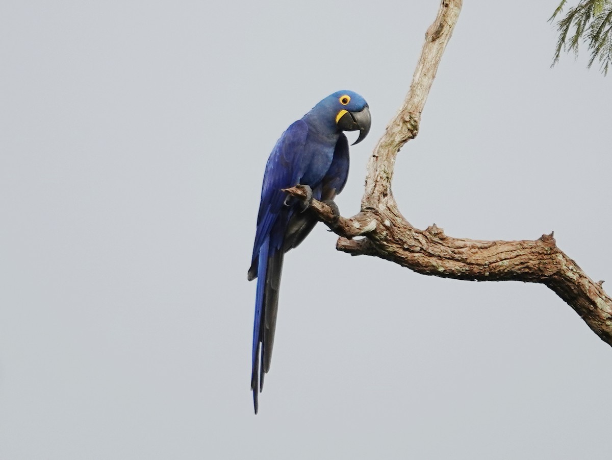 Hyacinth Macaw - ML618490747