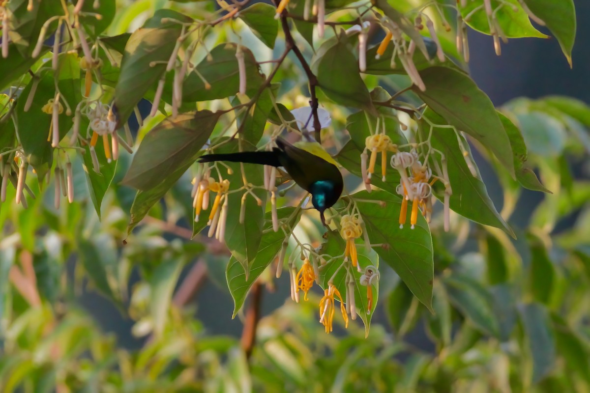 Green-tailed Sunbird - Joost Foppes