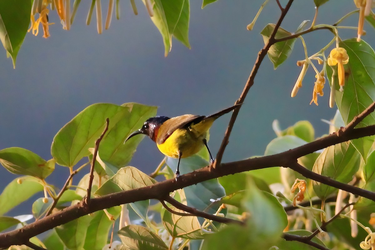 Green-tailed Sunbird - ML618490749