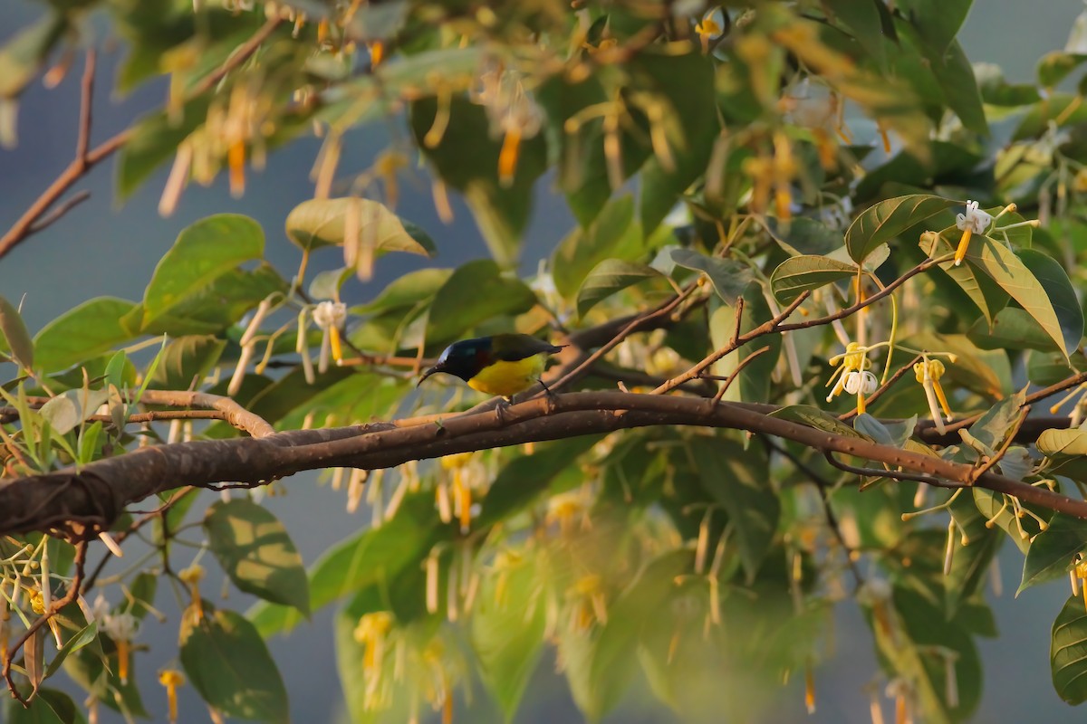 Green-tailed Sunbird - ML618490750