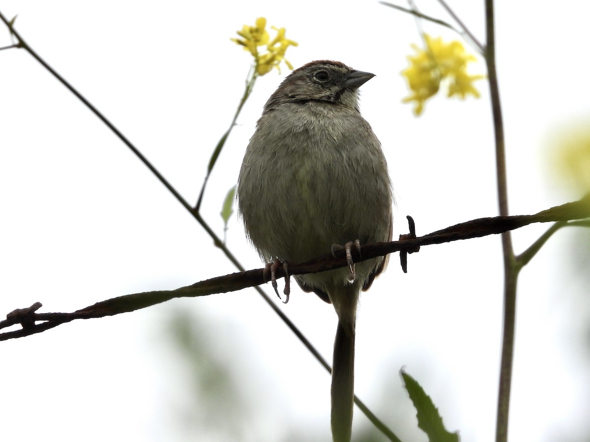 Rufous-crowned Sparrow - ML618490768