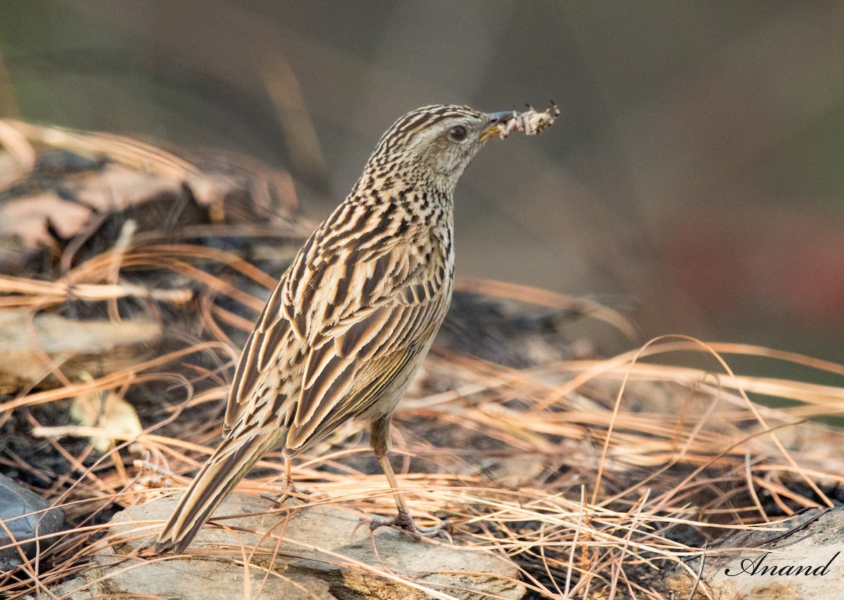 Upland Pipit - Anand Singh