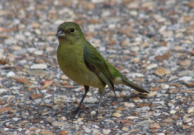 Painted Bunting - ML618490783