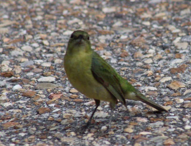 Painted Bunting - ML618490784