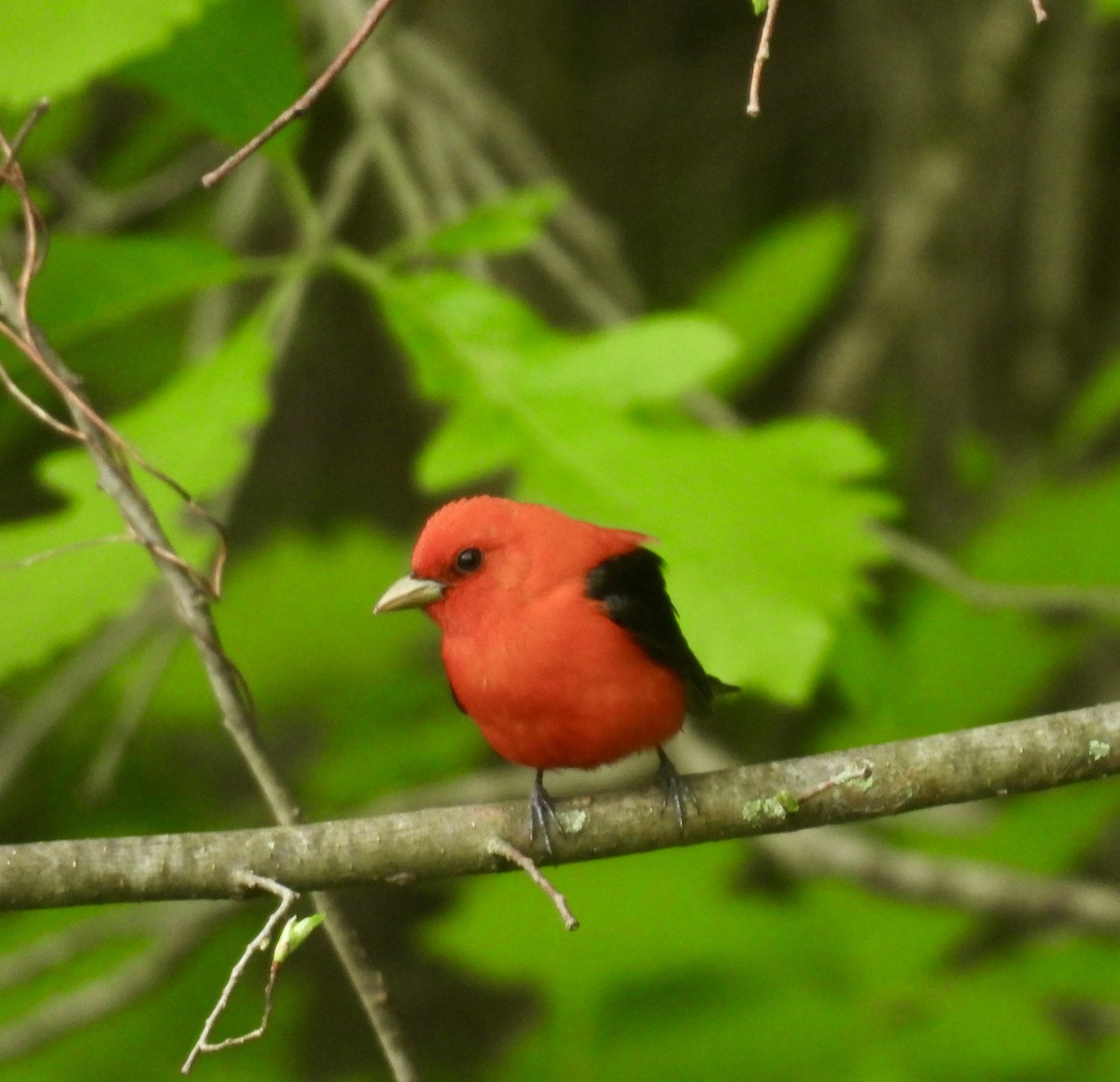 Scarlet Tanager - ML618490789