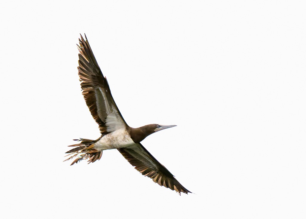 Brown Booby - ML618490791