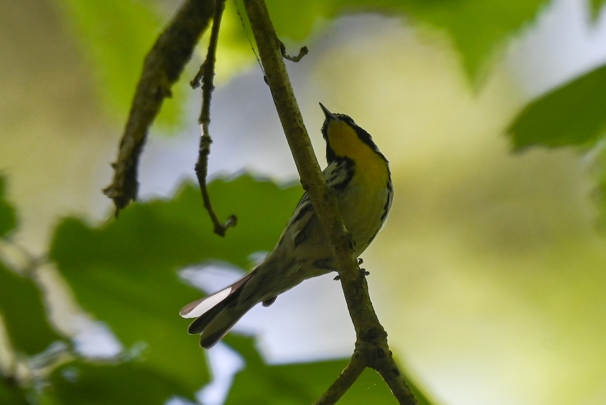 Yellow-throated Warbler - ML618490797