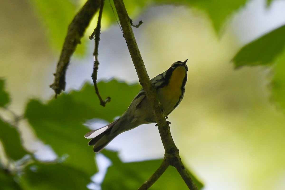 Yellow-throated Warbler - ML618490799