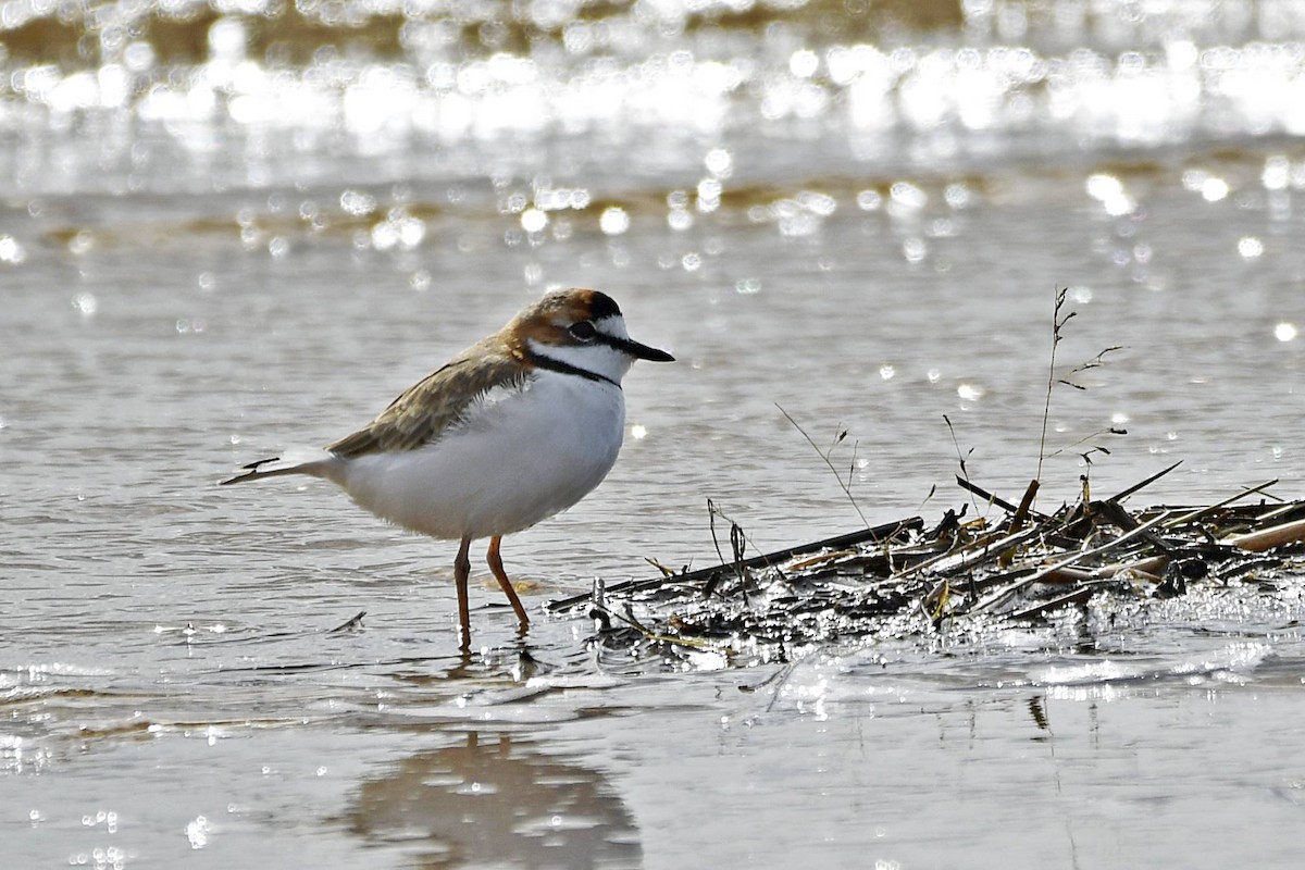 Collared Plover - ML618490814