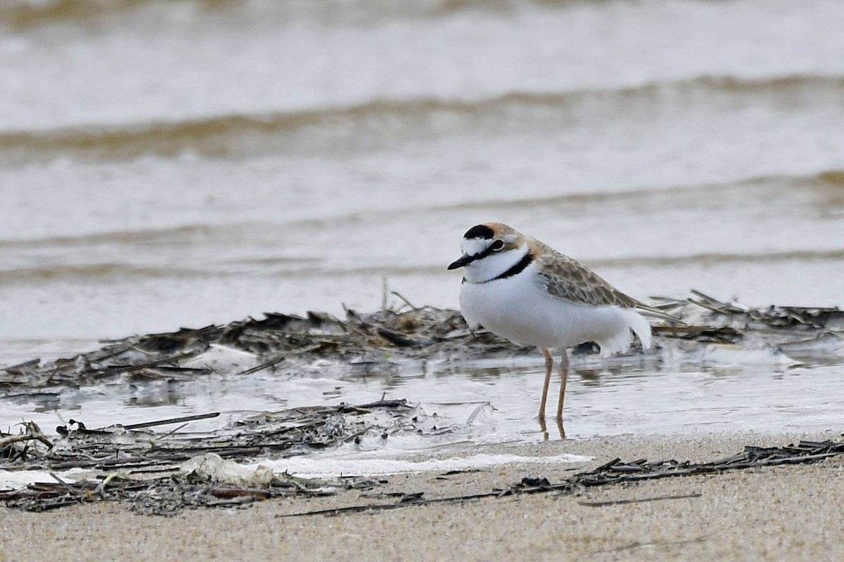 Collared Plover - ML618490819