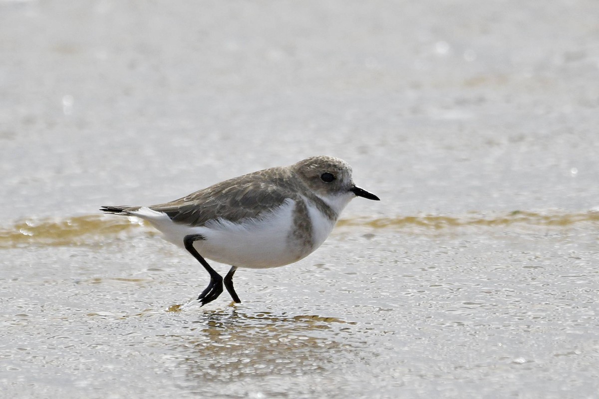 Two-banded Plover - ML618490832