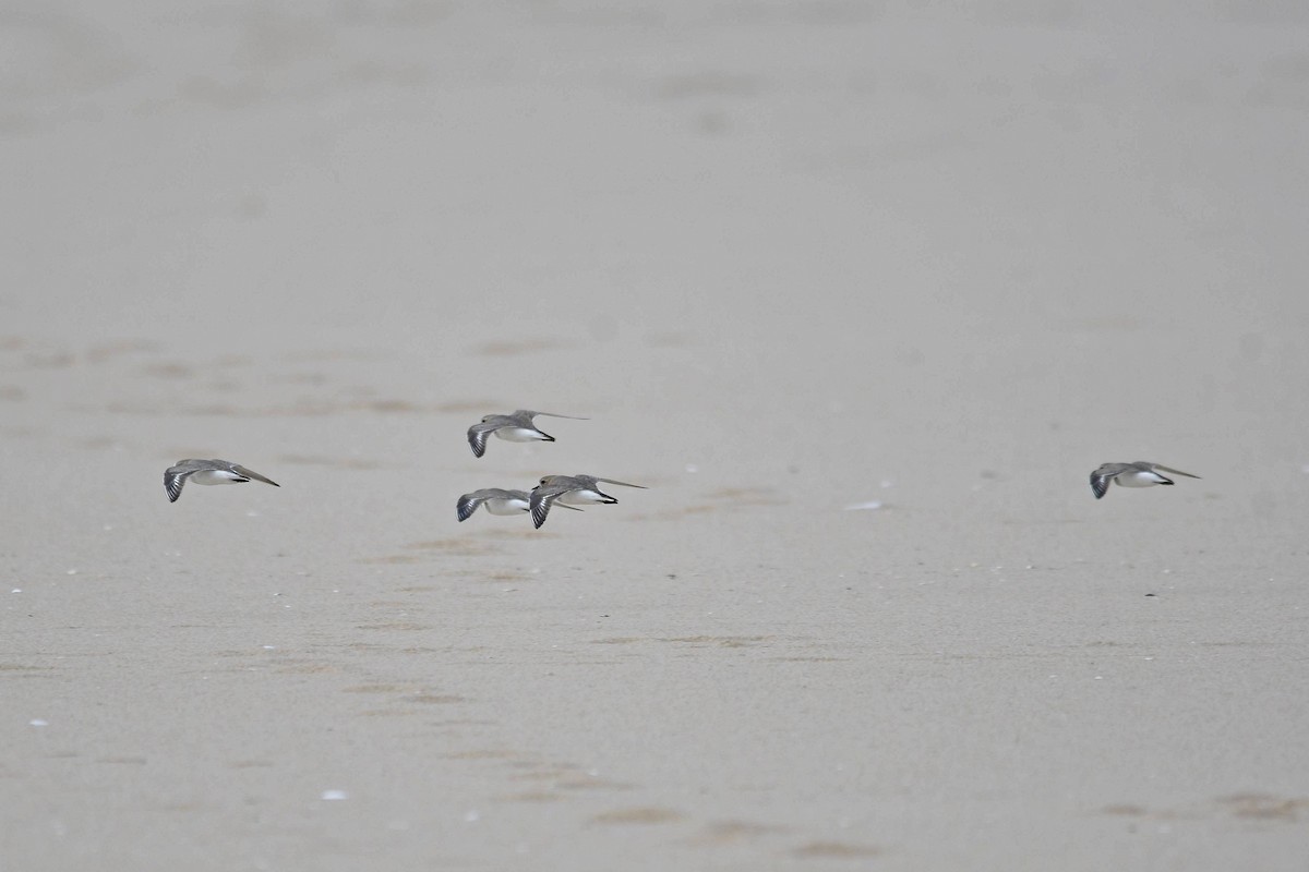 Two-banded Plover - ML618490856