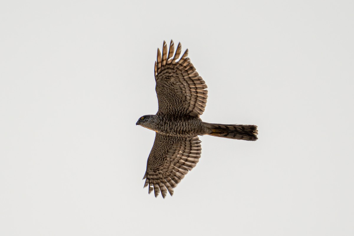 Eurasian Sparrowhawk - ML618490857