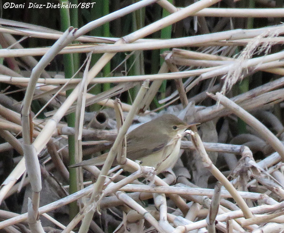 Common Reed Warbler - ML618490858