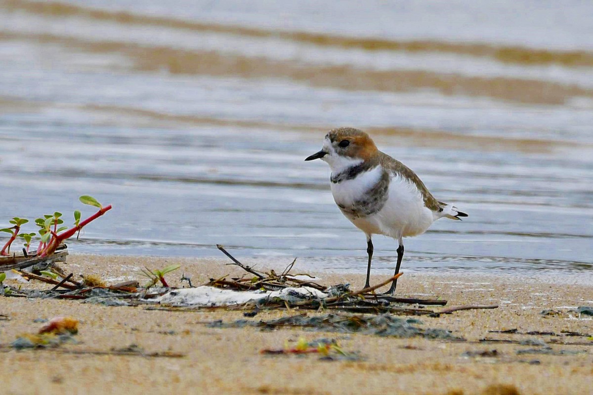 Two-banded Plover - ML618490871
