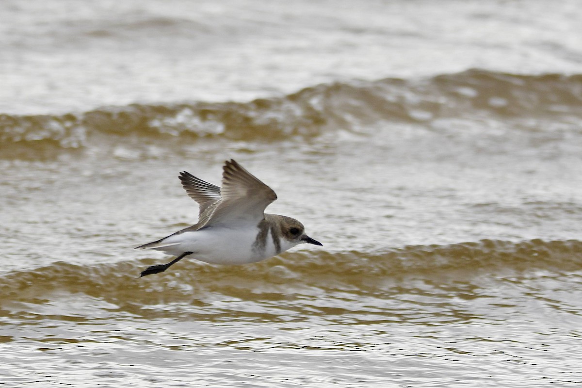 Two-banded Plover - ML618490884