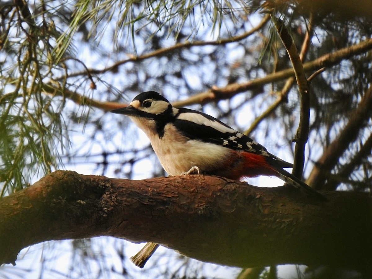 Great Spotted Woodpecker (Great Spotted) - ML618490889