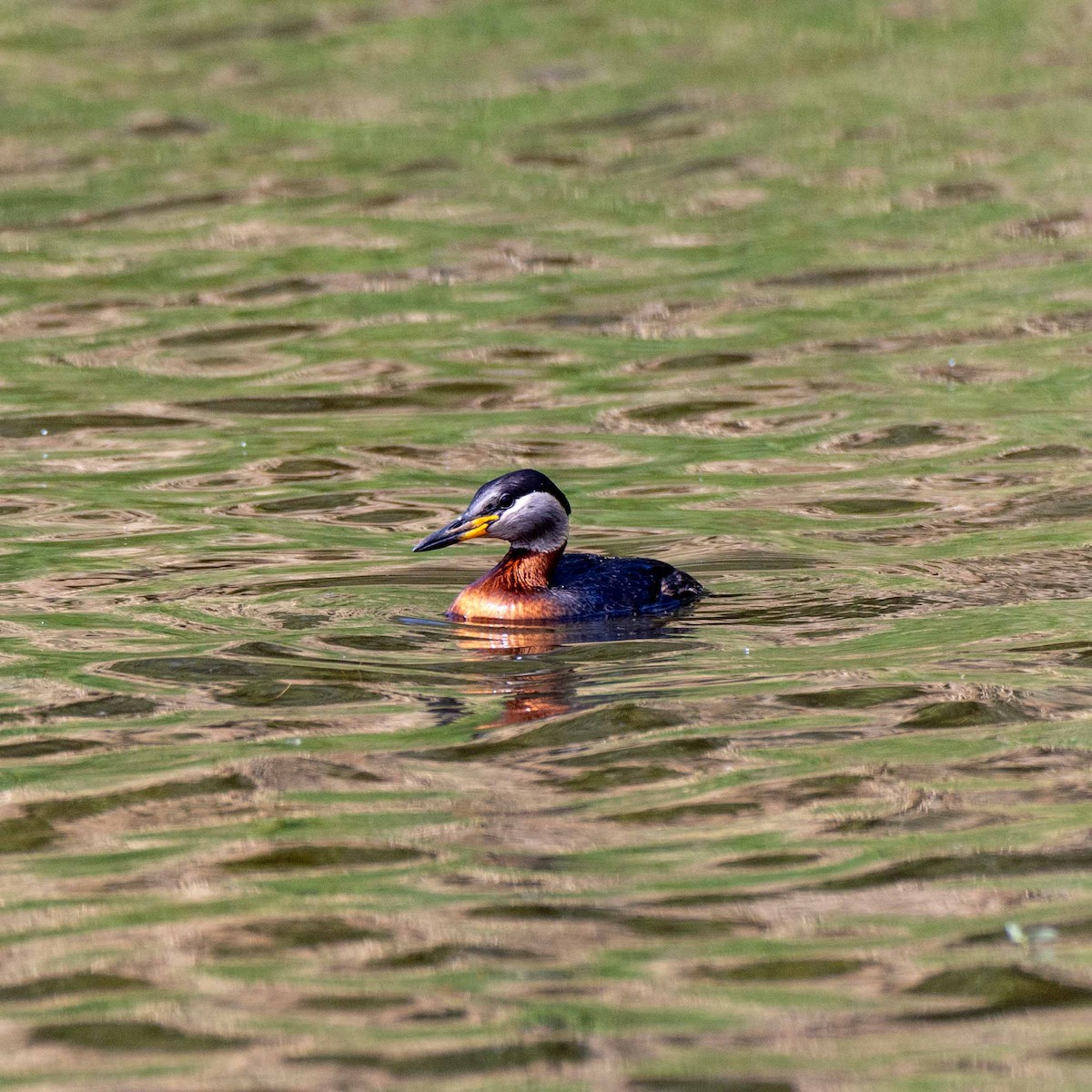 Red-necked Grebe - ML618490900